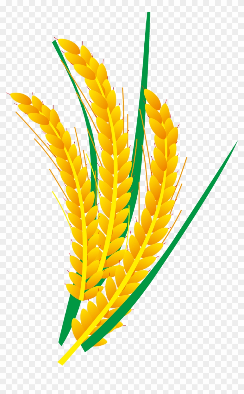 Rice Euclidean Vector Computer File - Vector Graphics #434253