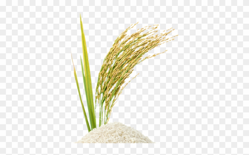 Rice Grain Vector Png Rice Stalk Png - Perfume #434260