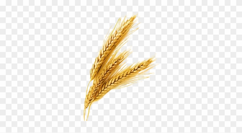 Je Rice Grain Vector Png - Wheat Png #434324