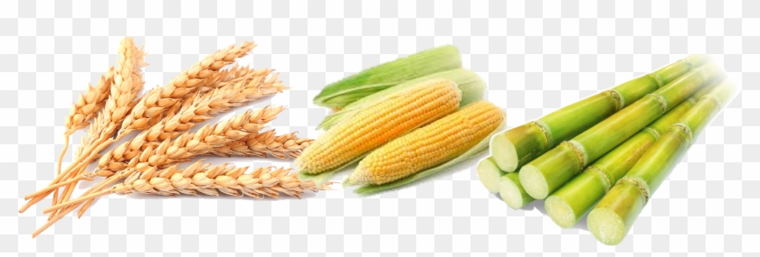 Wheat Corn Rice Barley Millet Flat Design Vector - Wheat Maize #434450