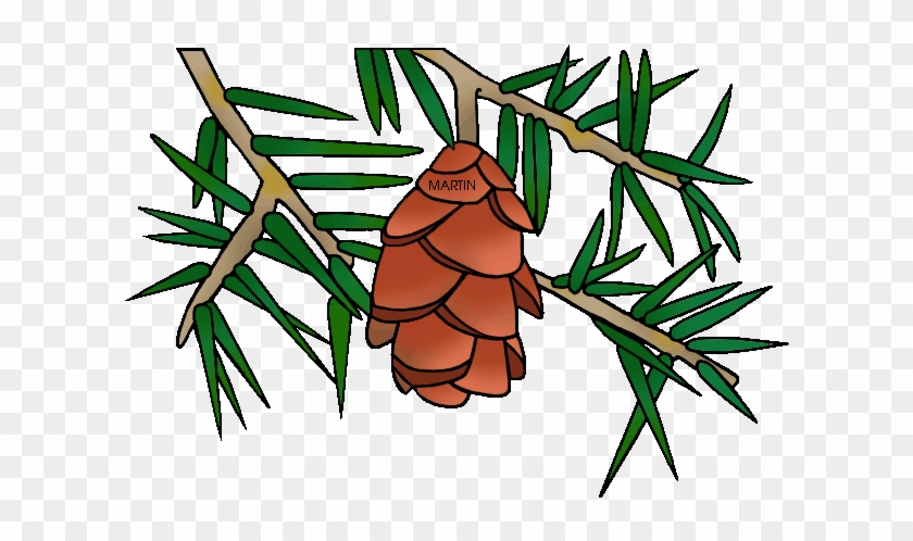 Pennsylvania State Tree Hemlock - Hemlock Clipart #434451