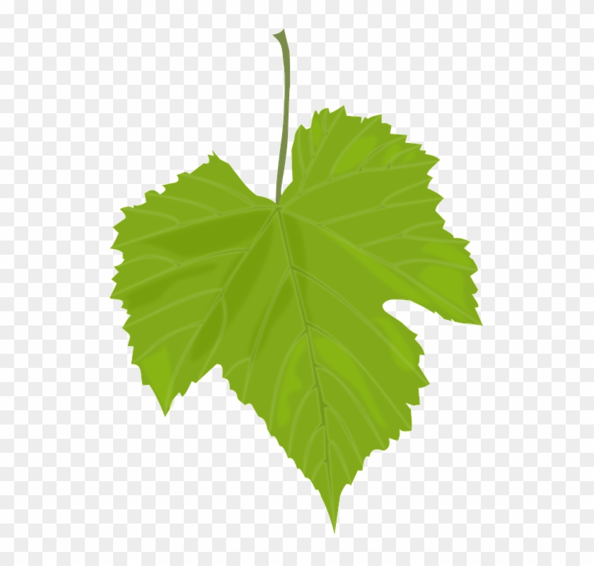 Cartoon Pictures Of Apples 26, - Grape Leaves #434762