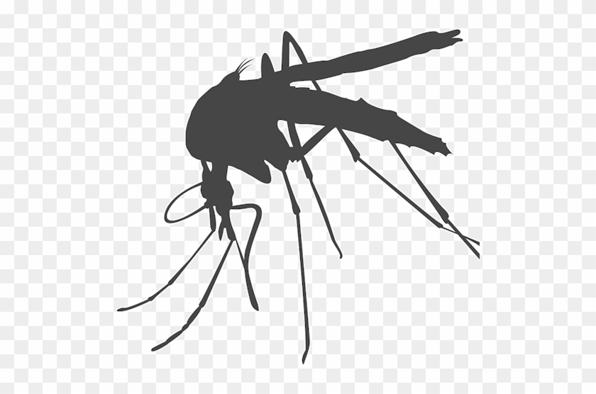 Drawn Mosquito Translucent - Mosquito Transparent Png #435081