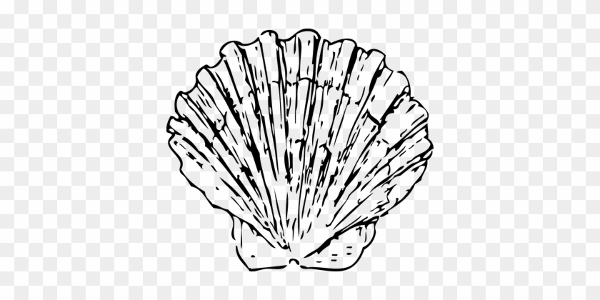 Scallop Shell Seashell Clam Marine Ocean A - Black And White Shell #435599