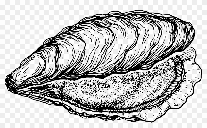 Oyster Drawing At Getdrawings - Oyster Png #435617
