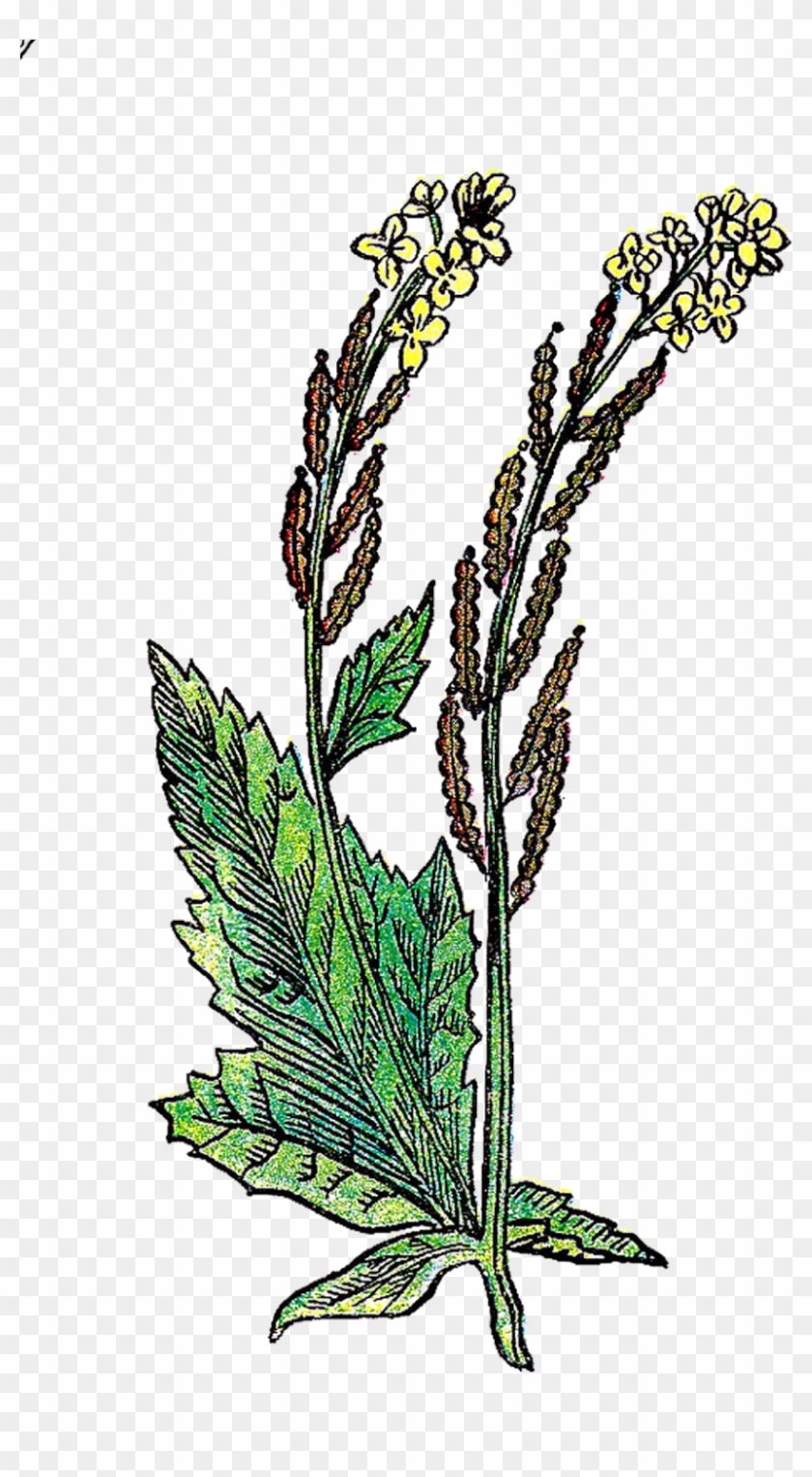 This Is A Wonderful, Vintage Herb Graphic Of The Mustard - Clip Art #435677
