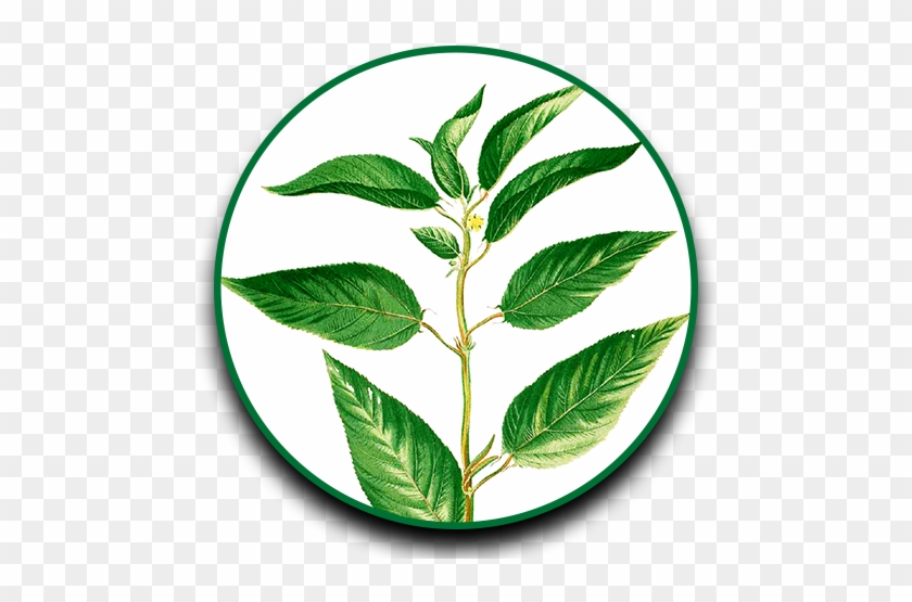 Herbs Clipart Dahon - Steps Of Jute Cultivation #435681