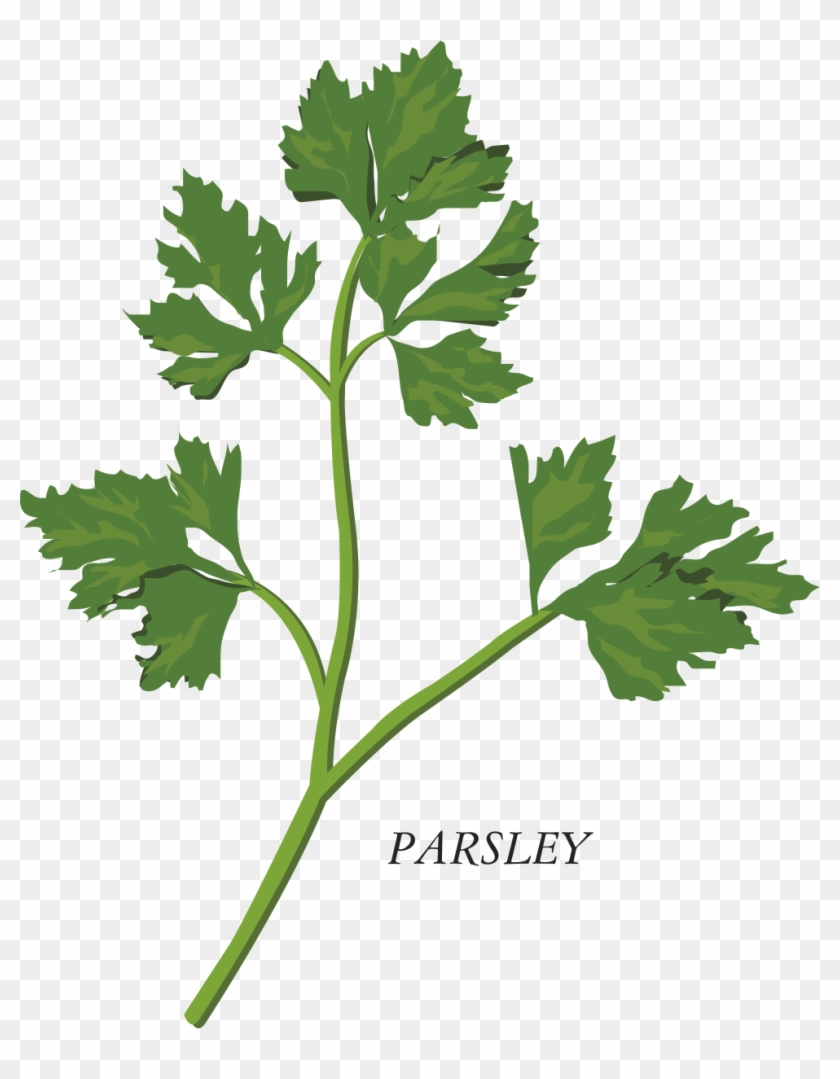 Herb Parsley Clip Art - Herb Parsley Clip Art #435704