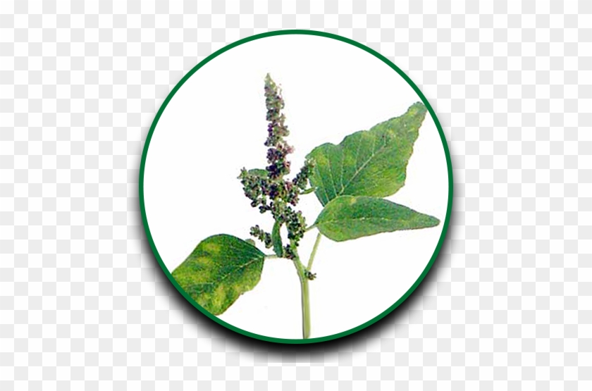 Herbs Clipart Dahon - Ocimum Tenuiflorum #435720
