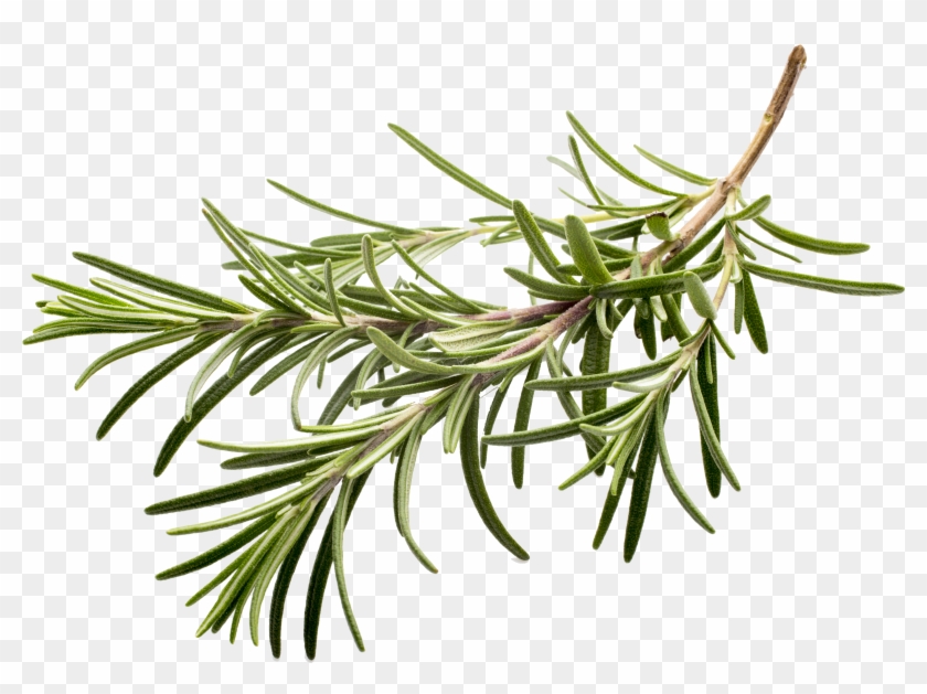 Herb Spice Rosemary Flavor Clip Art - Rosemary Png #435742