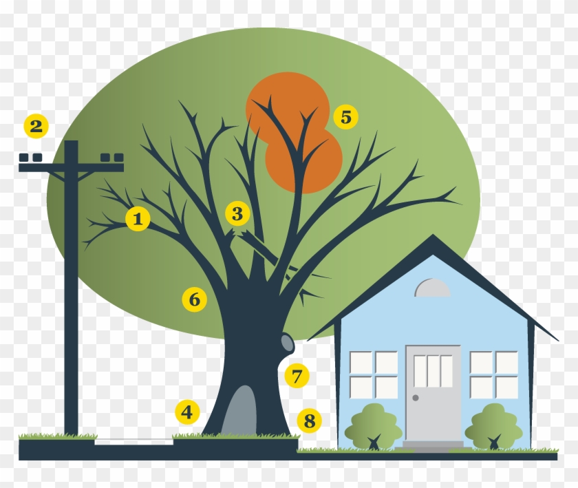 How To Hire An Arborist - Illustration #435762