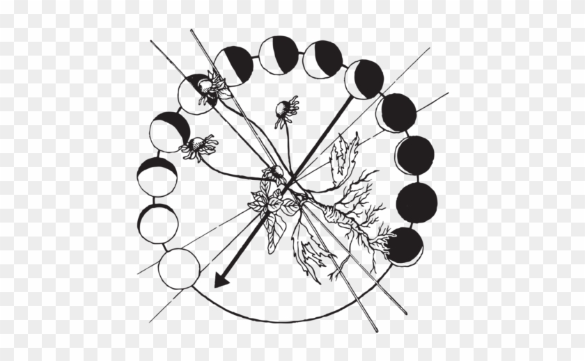 Thyme Herbal Medicine Wheel - Icon Design #435772