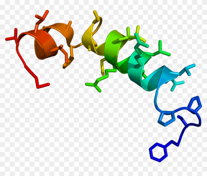 Neuropeptid Clip Art #435783
