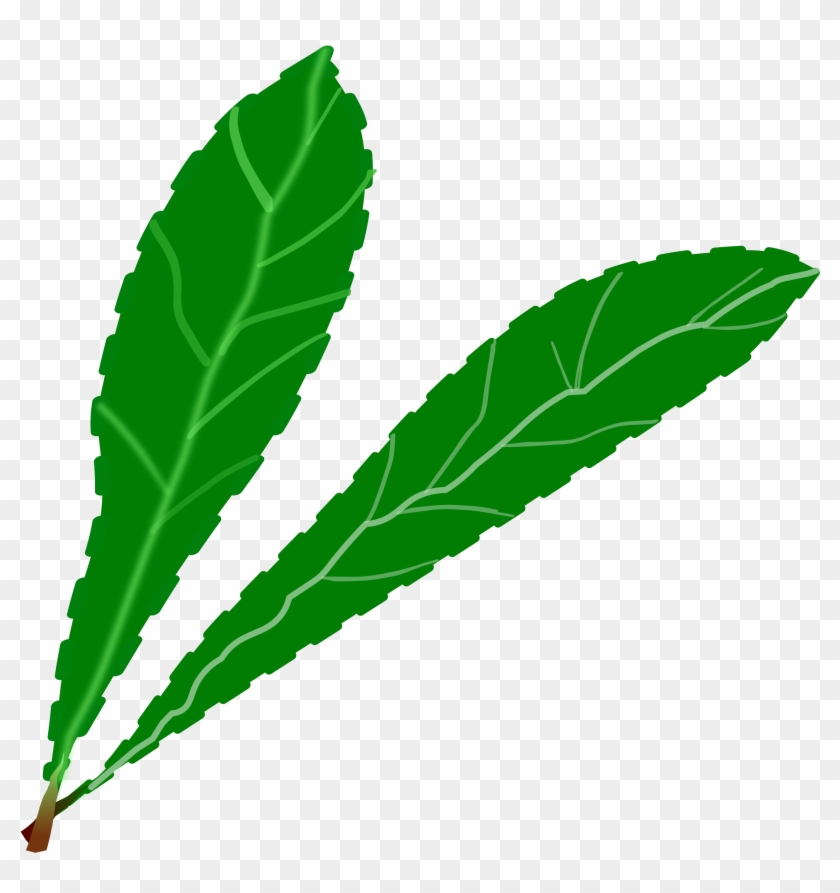 Big Image - Clip Art Green Leaves #435790