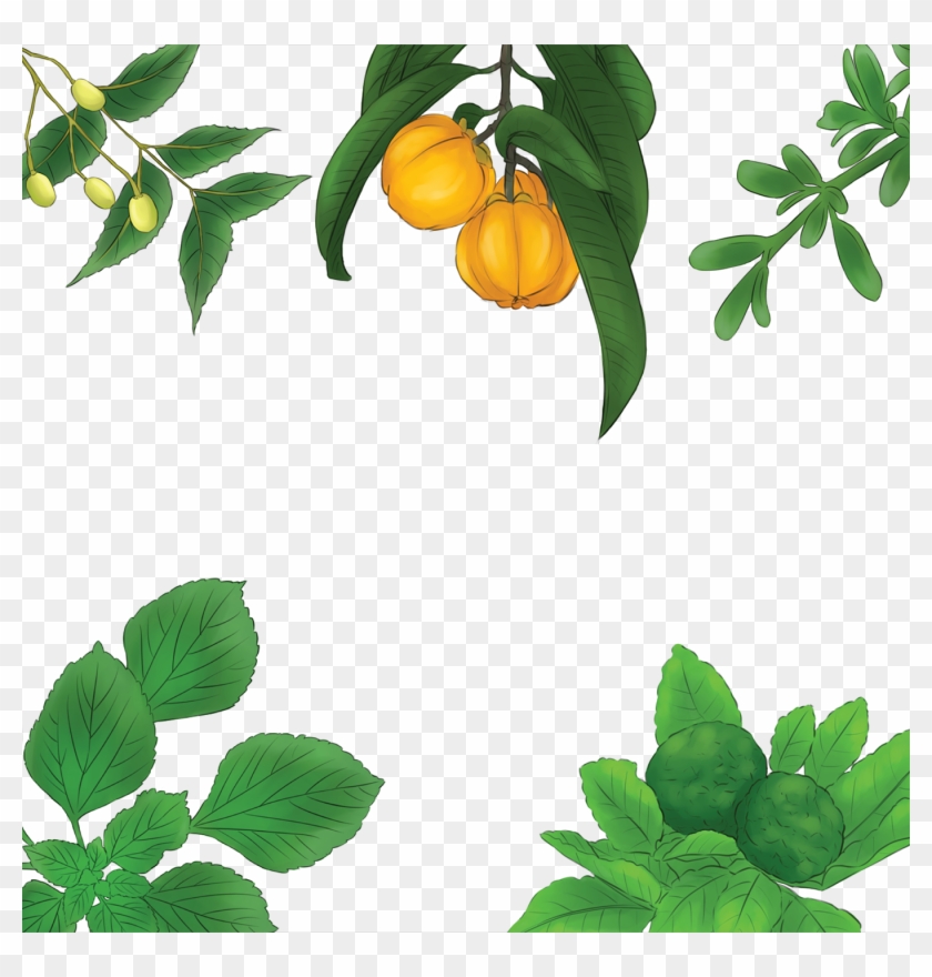 Herb Botanical Plant Illustration - Herb Botanical Plant Illustration #435806
