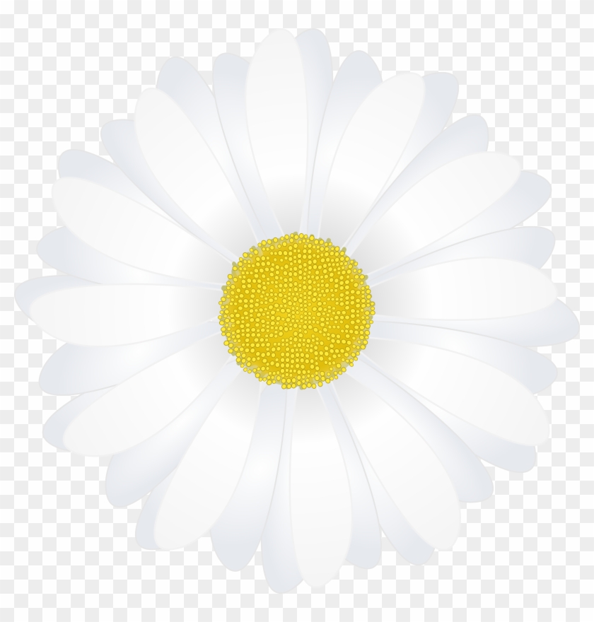 Chamomile Clipart - Margarita Flower Vector Png #435996