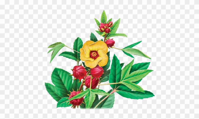 Hibiscus Sabdariffa L - Alvita Organic Hibiscus Herbal Tea Bags, 24 Count #436007