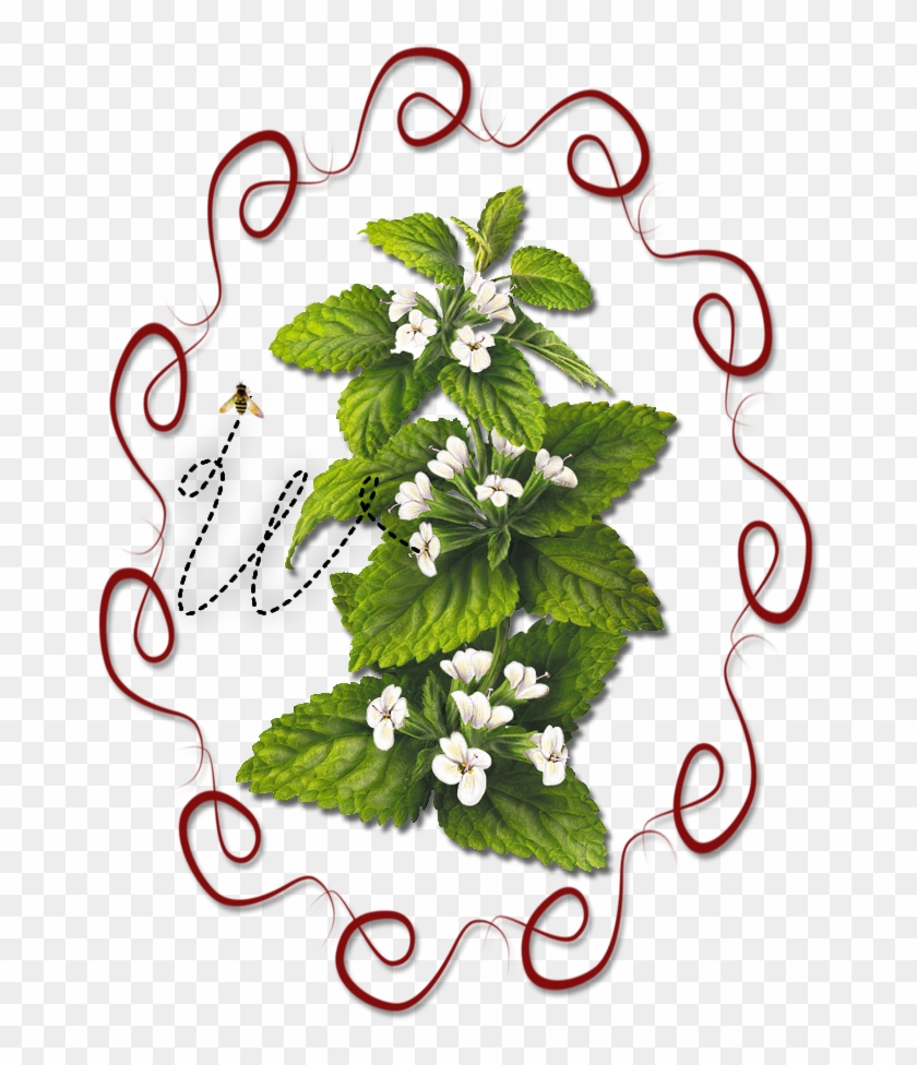 Herb Clip Art #436043