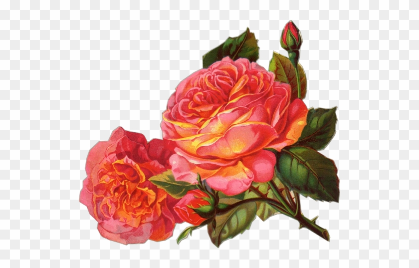 Deep Pink Rose Sil Si Edu Inconstant Beauty - Orange Rose Vintage Png #436076
