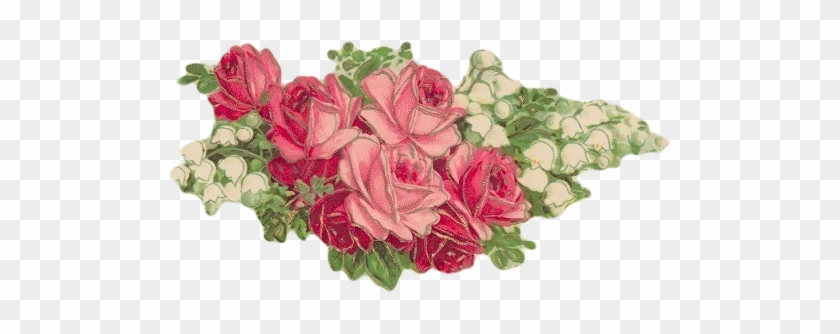 {click On Png Image To Download/save} - Garden Roses #436108