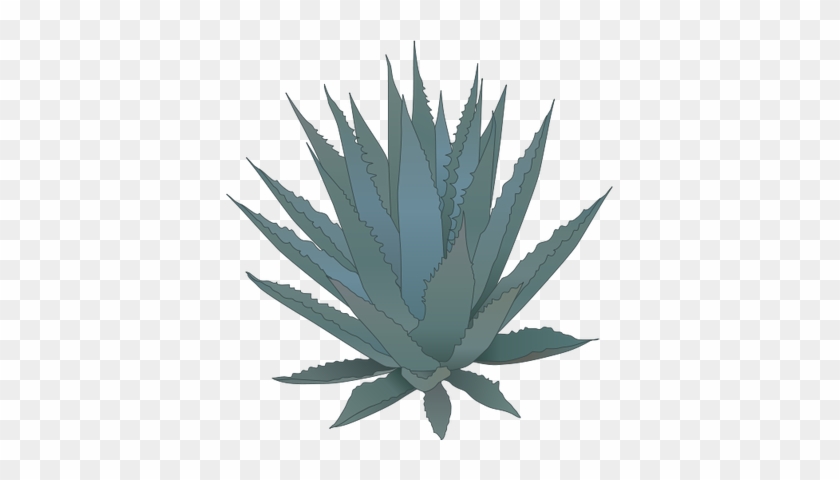 Agave - Agave #436168