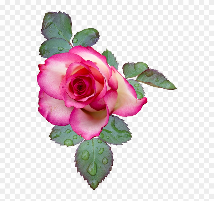 Vintage Roses Images 15, - Pink And White Rose #436179