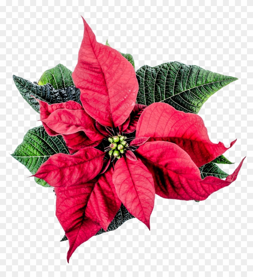 Pngpix Christmas Poinsettia Flower Png Transparent - Poinsettia Png #436185