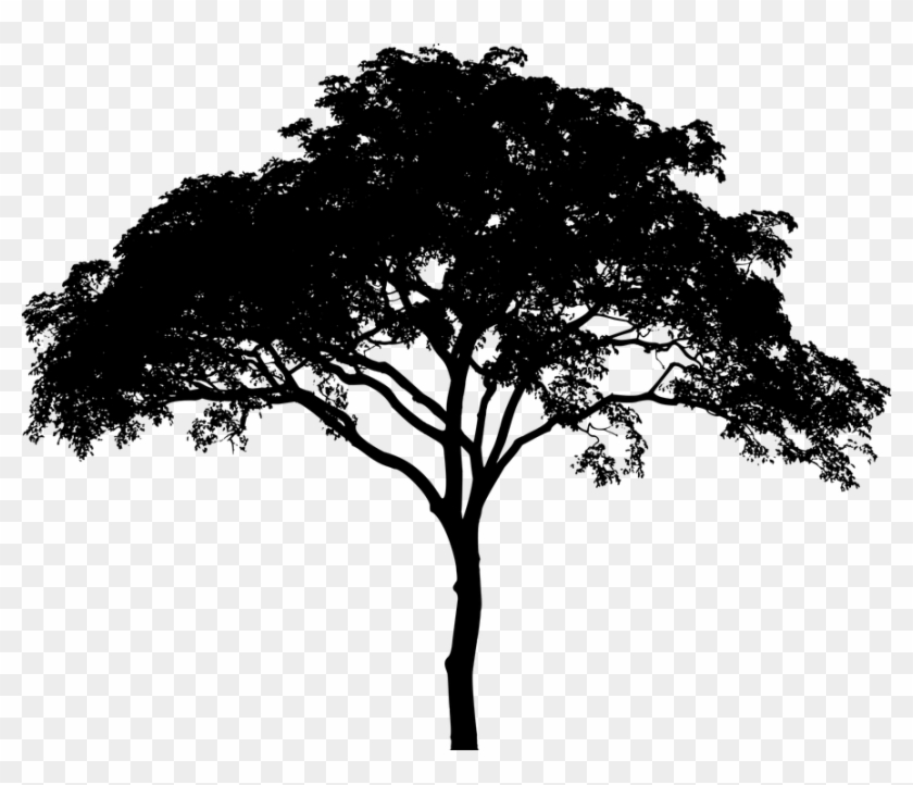 Cedar Tree Silhouette - Tree Silhouette Png #436197