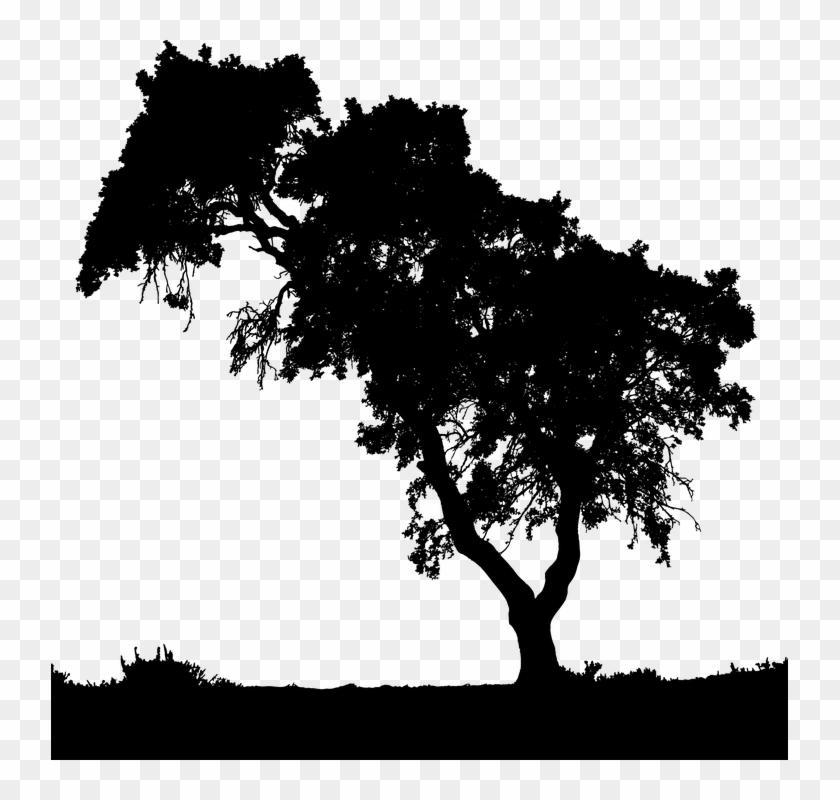 Trees Silhouette - People Nature Icon Png #436336