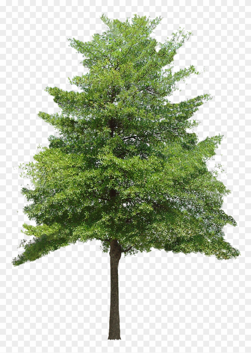 Trees Png Images Hd #436646