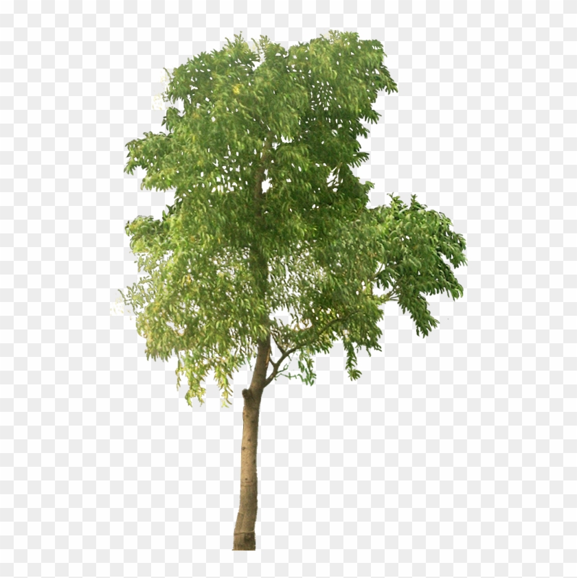 Tree Clipart High Resolution - Transparent Png Tree #436651