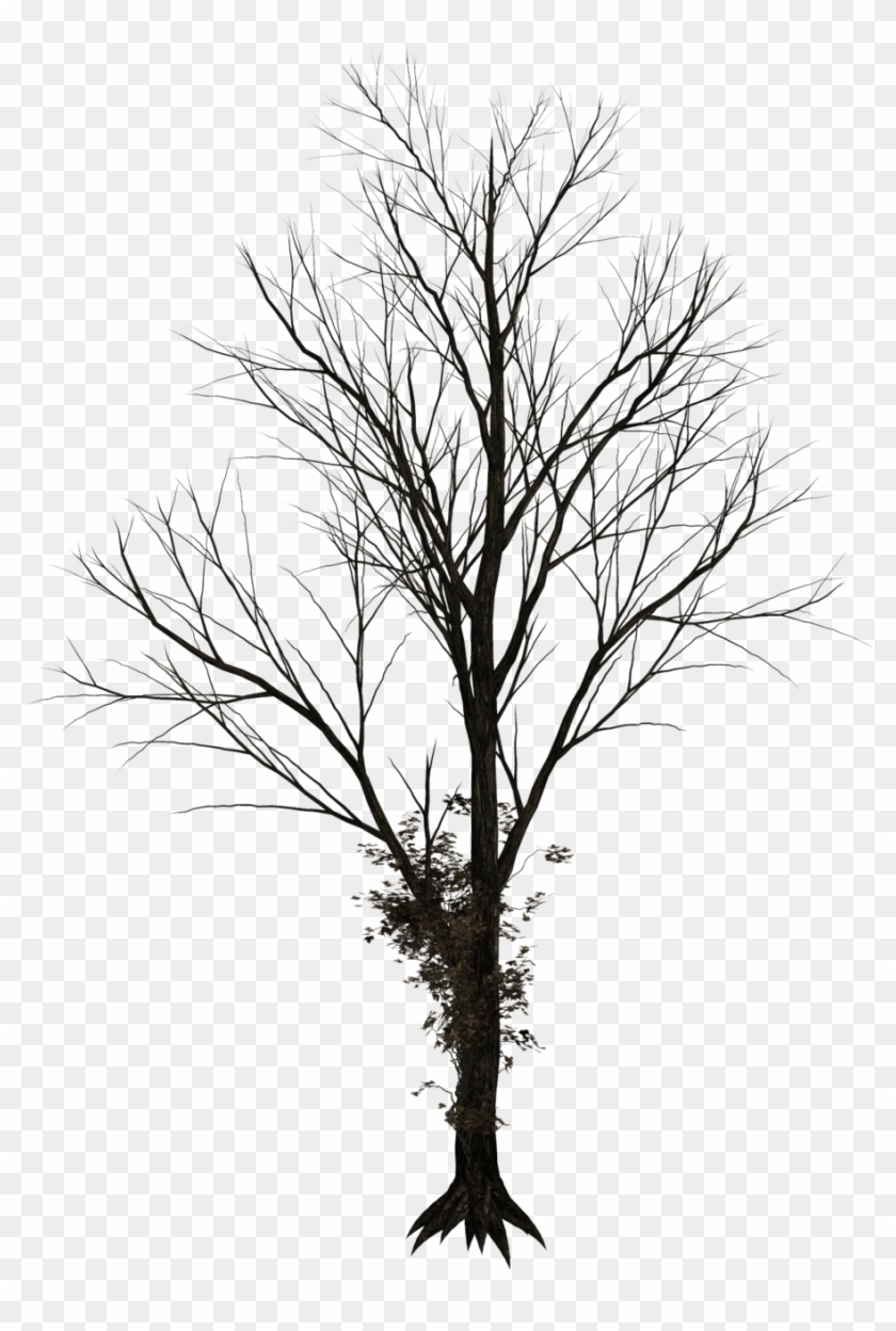 Bare Tree Png - Leafless Trees Png #437249