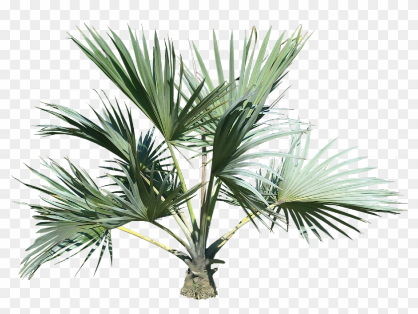 Palm Tree Eleven - Palm Tree Top Png #437660