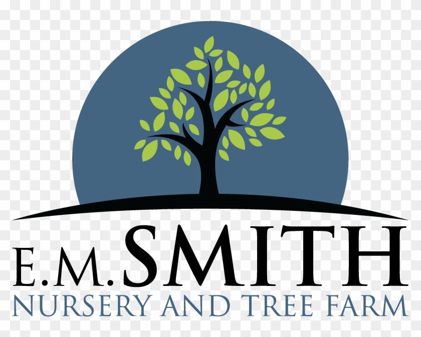 Smith Nursery & Tree Farm Goodhope, Ga Shade Trees - Tree #437741