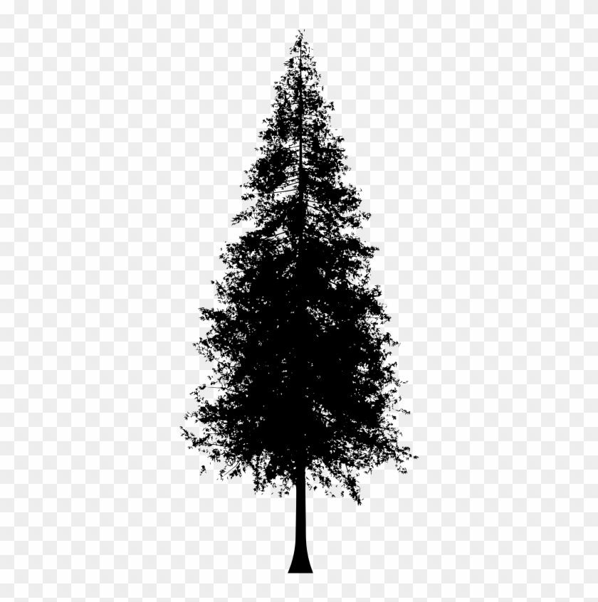 Medium Image - Redwood Tree Silhouette Vector #437844