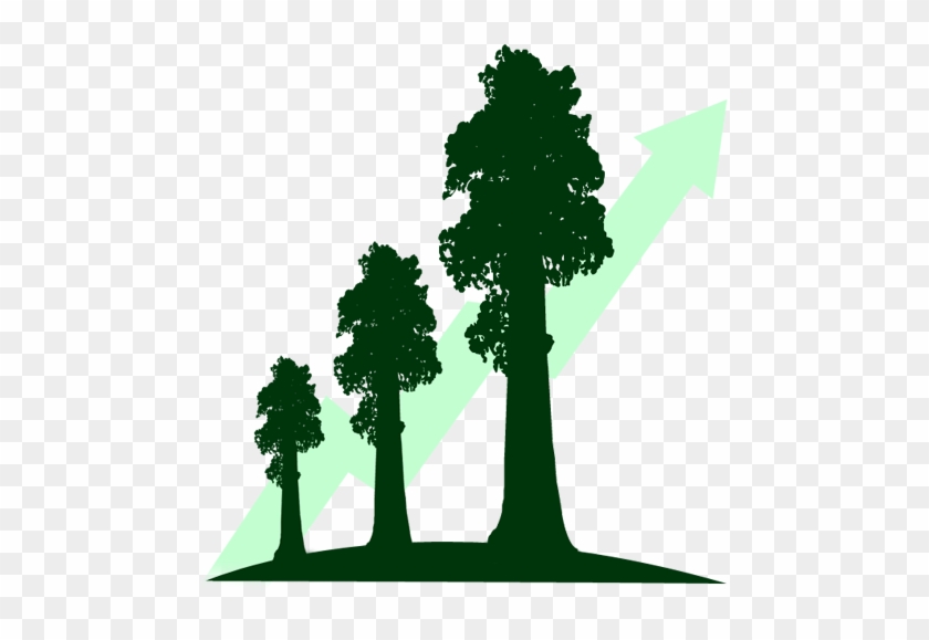 Pin Sequoia Tree Clipart - Cypress Family #437850