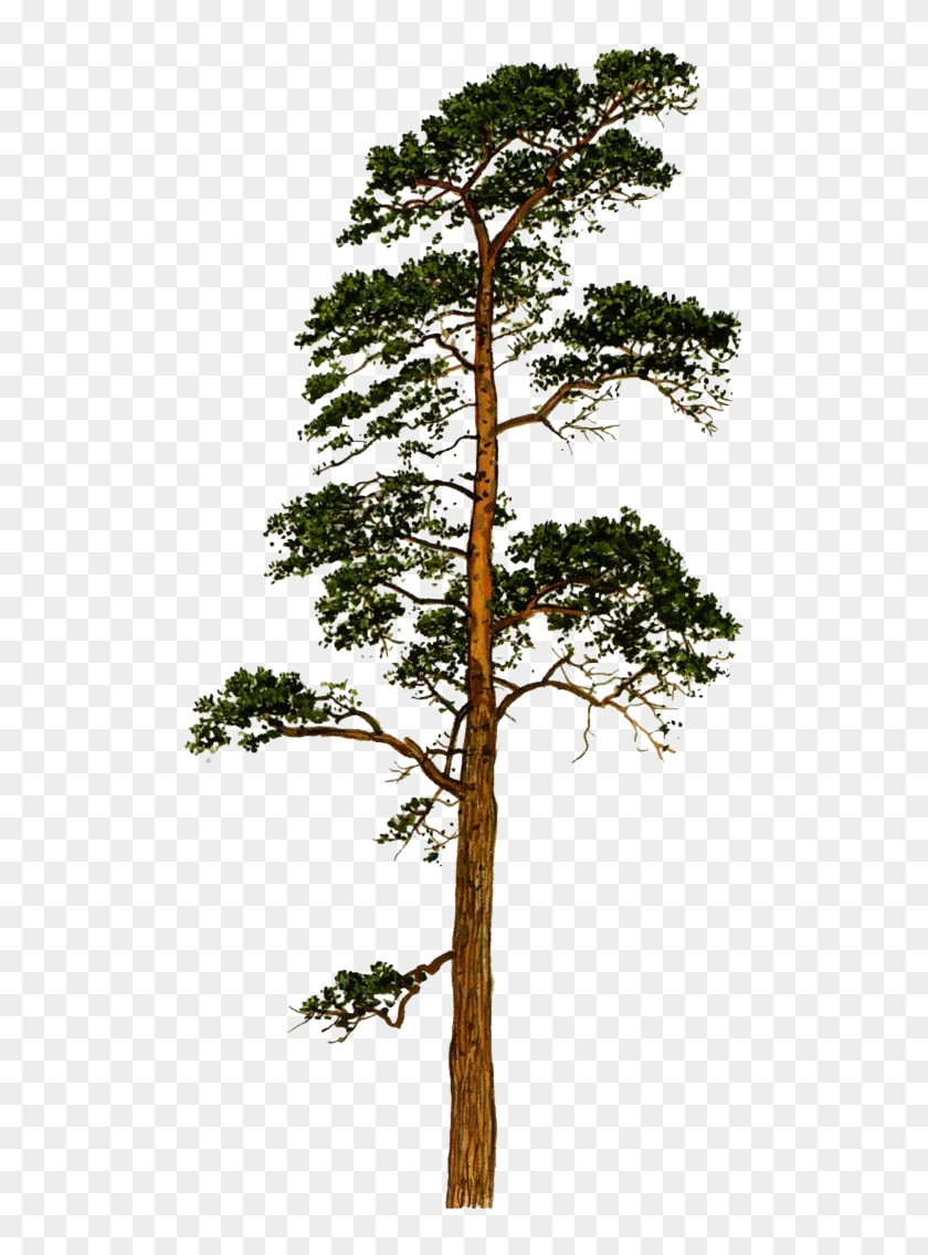 Scots Pine Png #437855