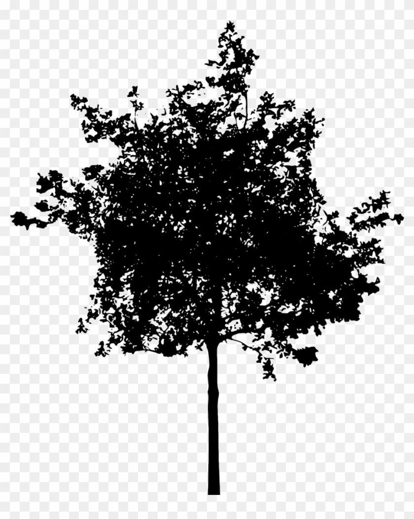 Redwood Tree Silhouette Download - Small Tree Silhouette #437863
