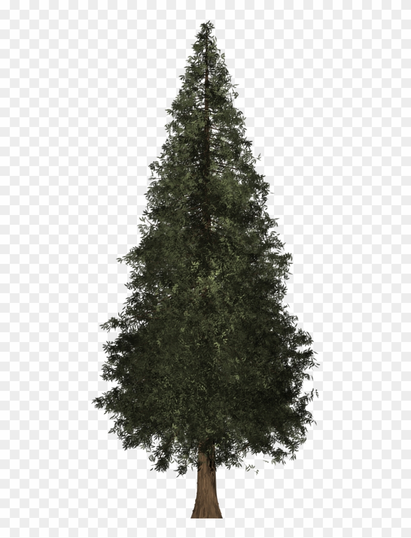 Redwood Tree - Christmas Tree Images With Out Decoration #437866