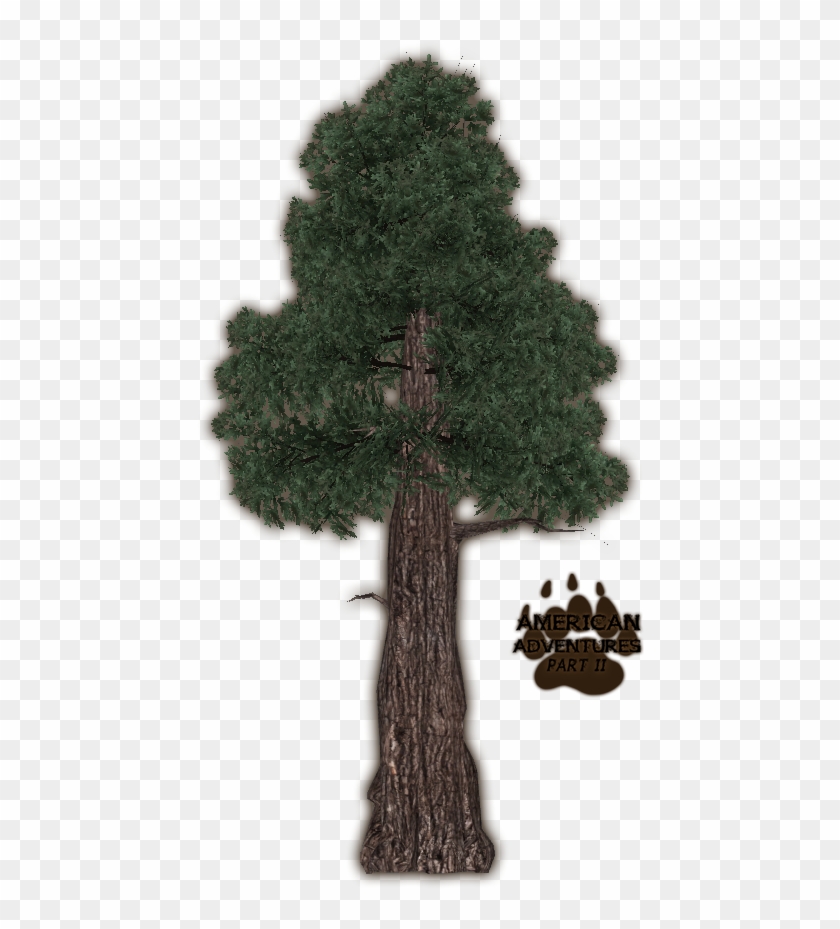 Redwoodcoast Jimmyzhoopz - Coast Red Wood Tree Png #437876