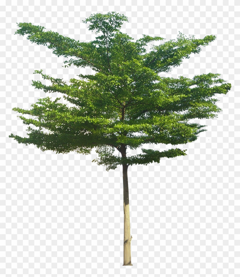 Buy Pills Avalide Australia Ulrich, The Trapdoor Overhead - Terminalia Mantaly #437896