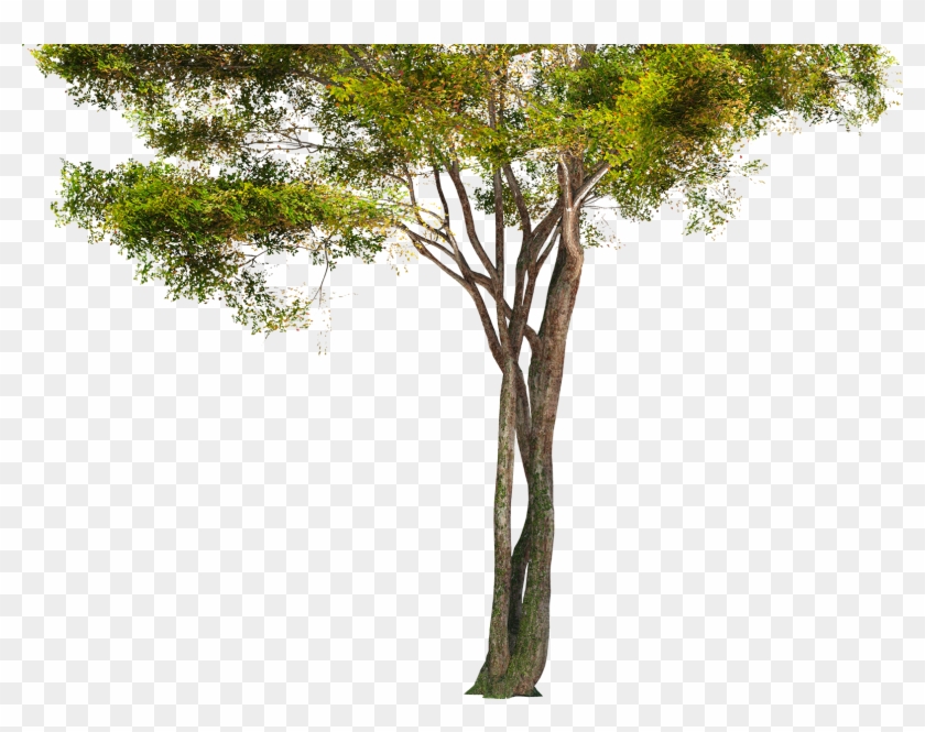 Rain Forest Tree Png #437902