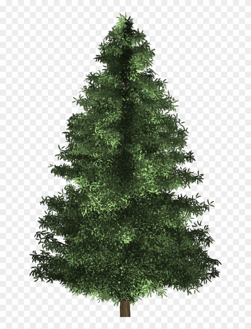 Spruce Tree - Virginia Pine Christmas Tree #437918