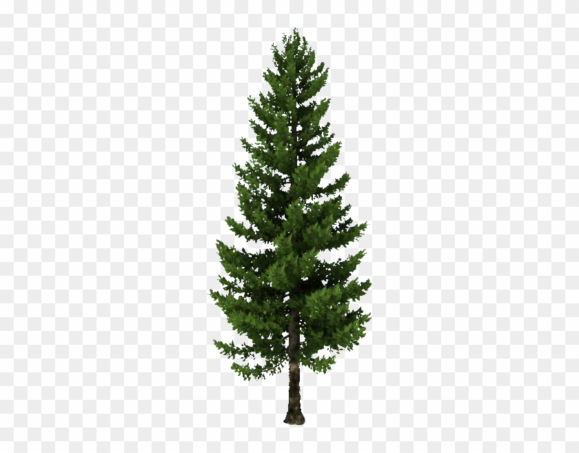 Source - - Pine Tree C4d Free #437921