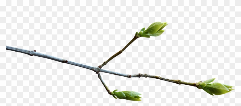 Branch Png 12, Buy Clip Art - Pixabay #438101