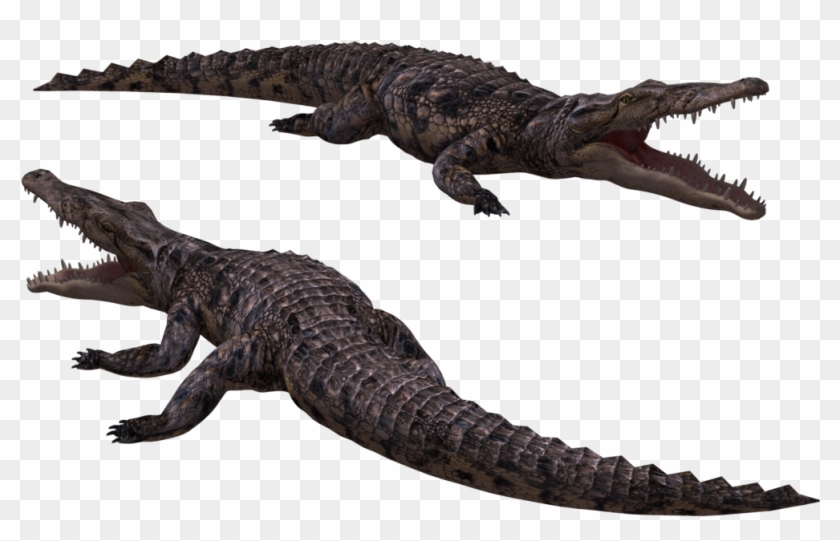 Crocodile Png Image - Crocodile With Transparent Background #438137