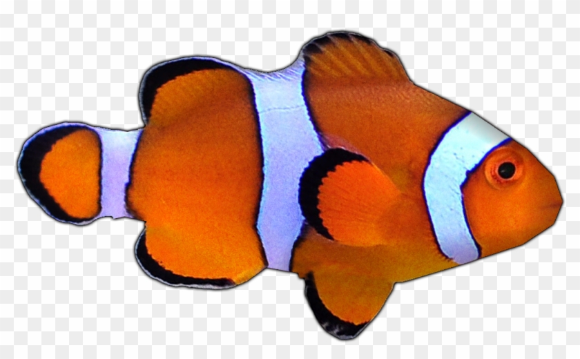 Percula Clownfish By Susan - Coral Reef Fish #438337