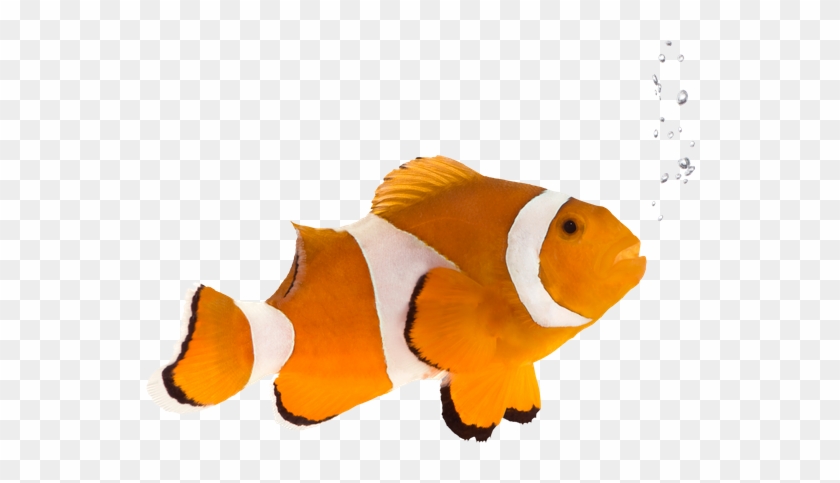 Orange Clownfish - Amphiprion Occelaris - (50 Sheets) Mirror 8x6 Premium Gloss Photo Paper 260gsm #438342