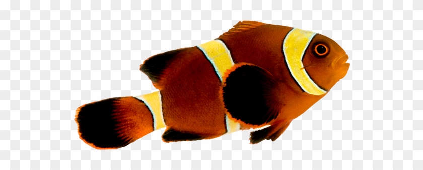 Gold Stripe Maroon Clownfish - Rock Beauty #438356