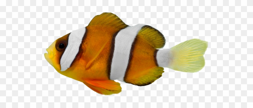 Clark Clown Fish - Stock Photography #438368